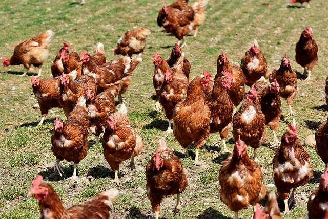 Pollos De Corral guisados para comer en nuestro local o por encargo llevarles a tu casa